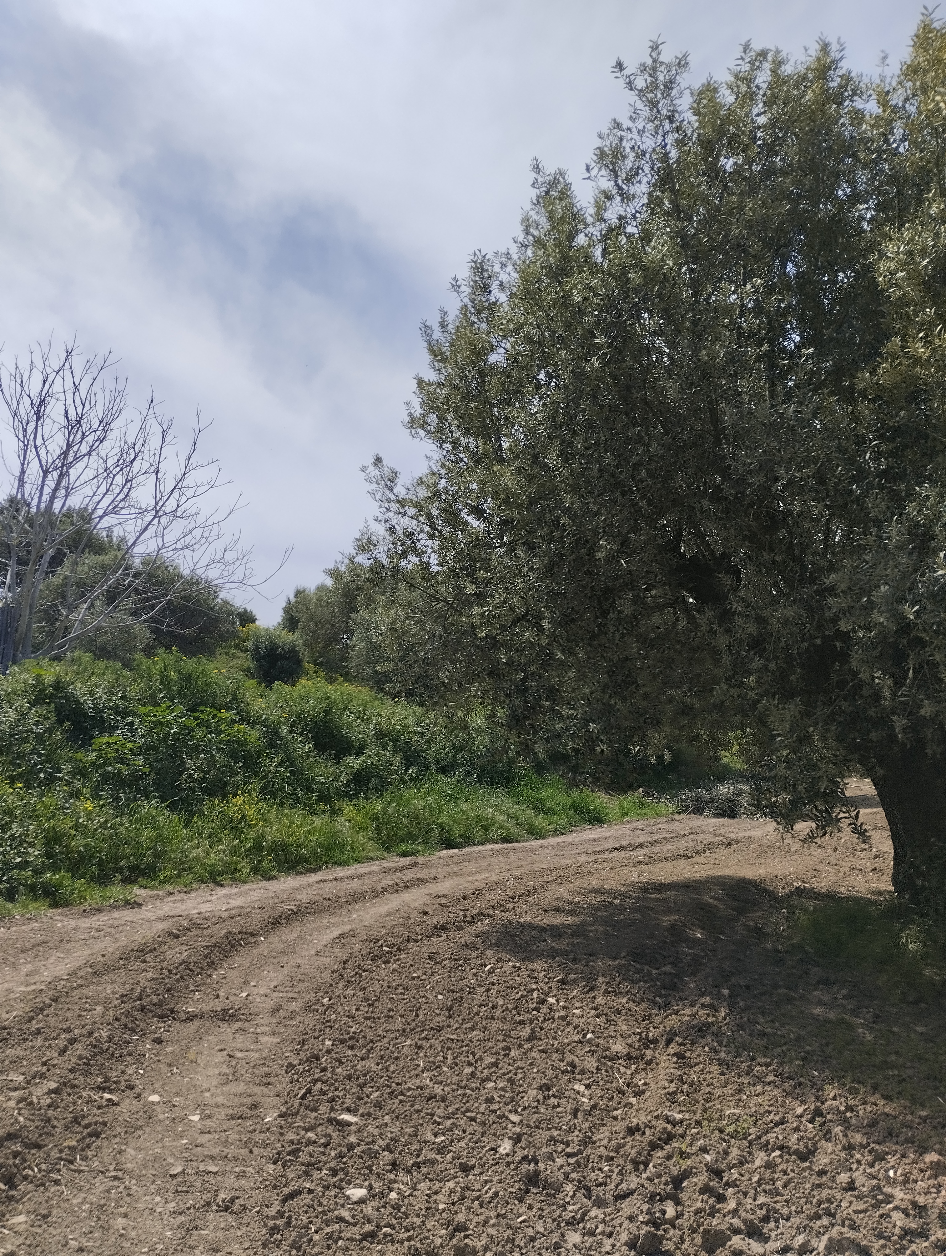 Campagna aspromontana con ulivi