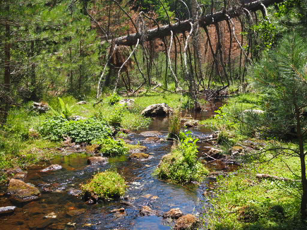 Torrente nel bosco dell'Aspromonte